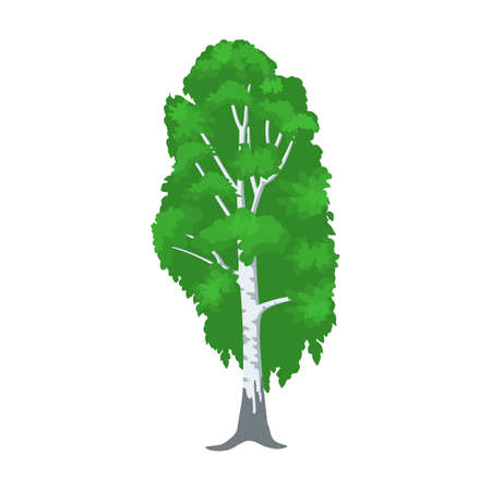 Birch tree isolated on white. vector illustration in flat styleのイラスト素材