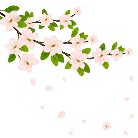 Blooming branch vector with pink spring blossom. Card with text place. Cherry flower blossom branch, peach bloom, sakura branch.のイラスト素材