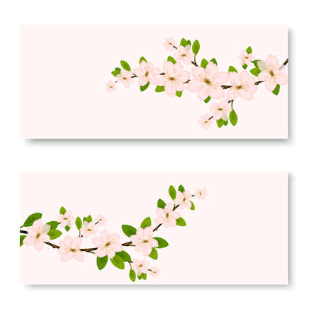 Two banners with fresh pink ornamental Sakura flowers or cherry blossom symbolic of spring.のイラスト素材