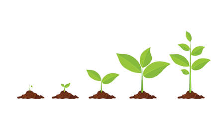 Phases plant growing.のイラスト素材