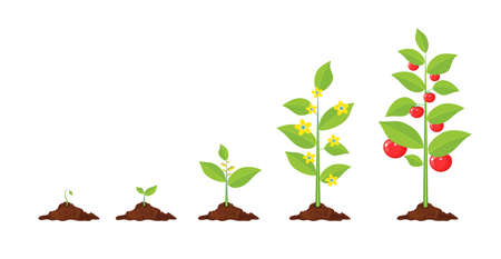 Growth of plant, from sprout to vegetable.のイラスト素材