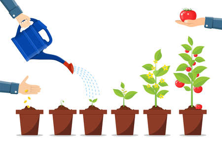 Growth of plant in pot, from sprout to vegetable.のイラスト素材