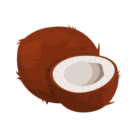 Ripe coconuts and half coconut on white.のイラスト素材