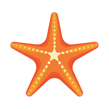Sea star caribbean starfish on a white background. Vector illustration in flat styleのイラスト素材