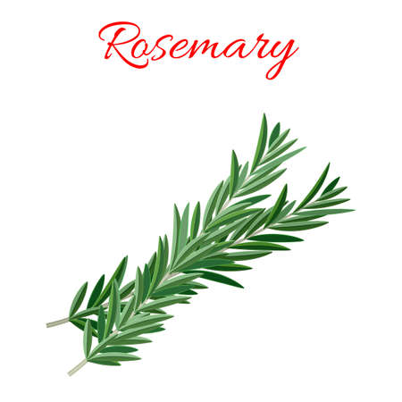 Rosemary culinary herbのイラスト素材