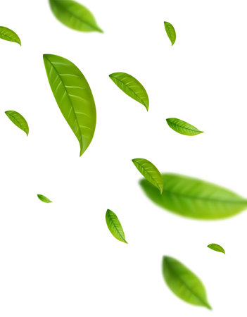 Realistic green tea leaves in motionのイラスト素材