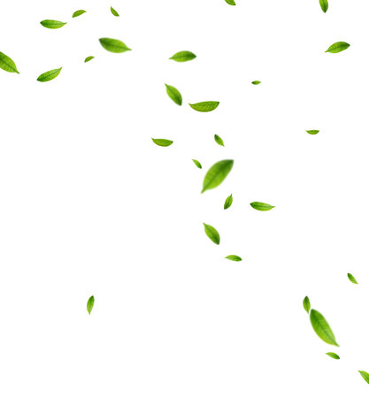 Realistic green tea leaves in motionのイラスト素材