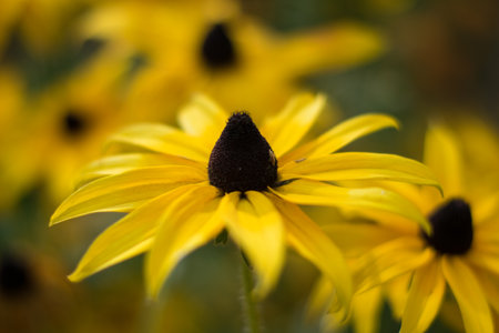 Close up a yellow flower on a Sunny bright day. macro horizontal photography. summer backgroundsの写真素材