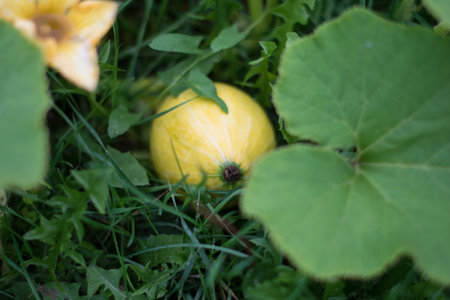 This is an image of baby pumpkin, which is captured from closeup in the green grassの写真素材