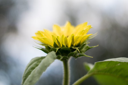 Beautiful young sunflower in a natural background, the center of a growing unrevealed flower, petals close-up, a circle of a large fresh bright flower in the garden. summer postcard, wallpaper closeupの写真素材