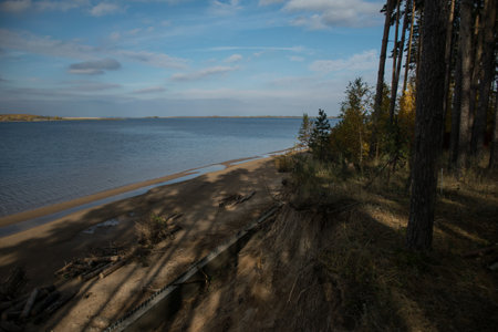 Sandy coast of the Volga river with tall pines on the shore. Ulyanovskの写真素材