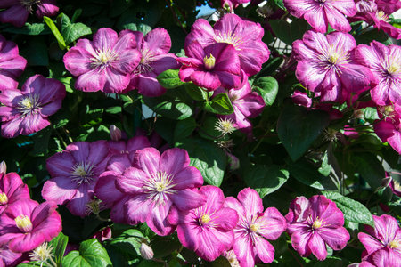 Lilac flowers close-up surrounded by green leaves. Branch with spring flowers pink lilac flowers, blooming floral background.の写真素材