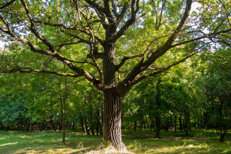 a lonely wide tree with foliage in the background. Russia