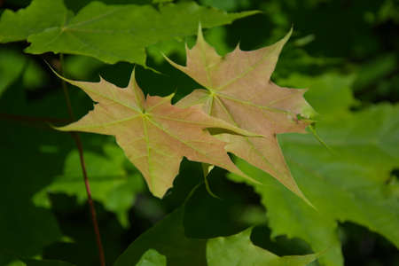 Plant a tree, young maple, maple leaves, green color. A young maple leaf in a sunny summer forest...