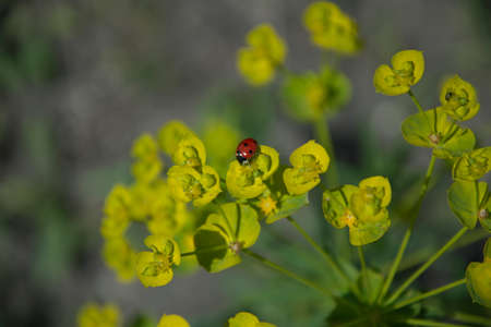 small wildflowers on a summer dayの写真素材