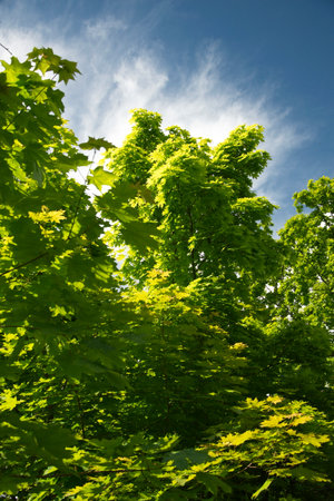 UPWARD VIEW OF BRIGHT GREEN FOLIAGE ON TREES AGAINST BLUE SKY. a green tree against a clear blue skyの写真素材