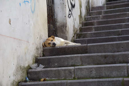 A dog rests on a concrete staircase on the streets of Quito, Ecuadorの写真素材