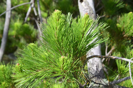 Close up of pine tree branch. Blurred background. on a clear sunny day