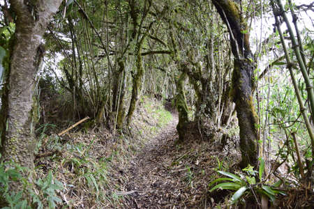 Narrow dirt path between bare trees with very thin trunks, wild plants. a narrow dirt path between...