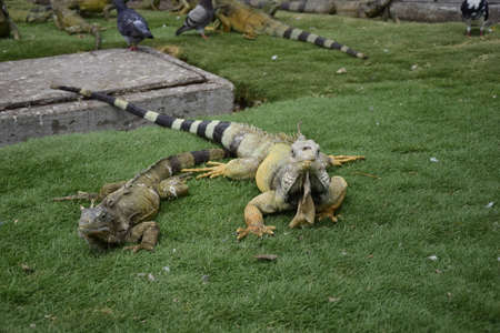 Iguanas on Seminario Park (Iguanas Park) and Metropolitan Cathedral - Guayaquil, Ecuadorの写真素材