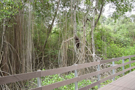 Elevated wooden path that runs through a park of plants. Guayaquil, Ecuadorの写真素材