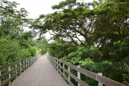 Elevated wooden path that runs through a park of plants. Guayaquil, Ecuador