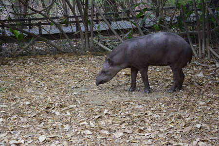 tapir walks on dry grass in the Historic Park of Guayaquil, Ecuador