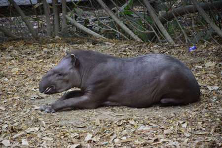 tapir walks on dry grass in the Historic Park of Guayaquil, Ecuador