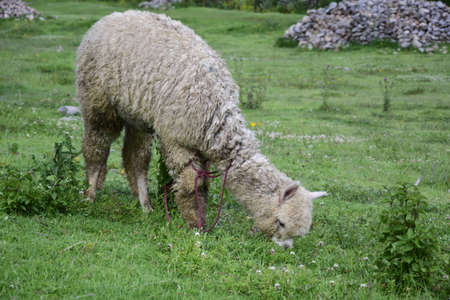 Lama on the green grass close-up, in the ruins of saqsaywaman. Cusco, Peru.
