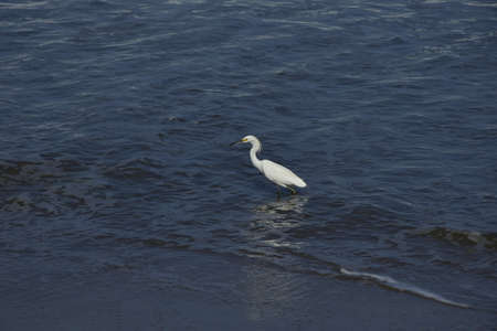 A white heron walks along the water line on the beach. Mancora, Peru.の写真素材