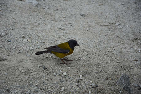 Trekking in Laguna 69, A gray-yellow bird on a rock, on the way to lagoon 69. Huascaran National...