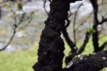 A tree trunk with black bark, on the way to lagoon 69. Huascaran National Park in the Sands of Peru.