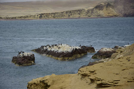 Aquatic birds at Paracas National Reservation, Pelicans on the shore of the Paracas National Park. Peru.の写真素材