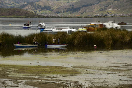 Peruvians in boats off the coast of Lake Titicaca, picking grass. Puno, Peru.の写真素材