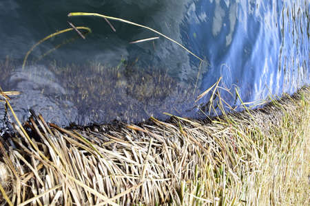 Straw on the floating islands of Lake Titicaca, close-up. Puno, Peru.