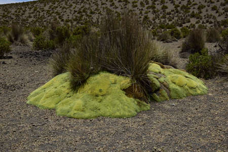 Vegetation of Parque Nacional Sajama in Bolivia, South America.の写真素材
