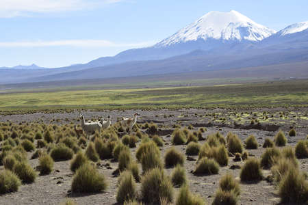 Sajama National Park surrounded by snow-capped mountains in the rainy season with black clouds and...
