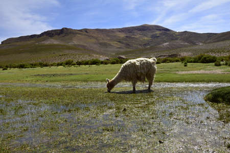 Llama grazing in a meadow. Off-road tour on the salt flat Salar de Uyuni in Bolivia.の写真素材