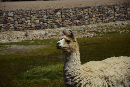Llama grazing in a meadow. Off-road tour on the salt flat Salar de Uyuni in Bolivia.の写真素材