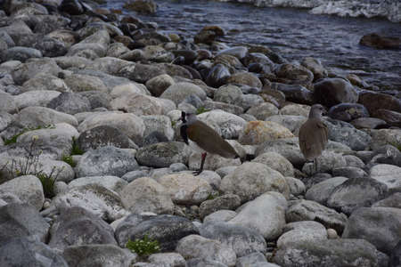 rocky shore of the Beautiful lakes in argentinian Lake District near Bariloche, Argentina.の写真素材