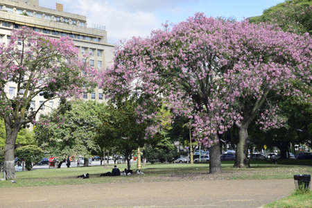 Trees in the city park. Buenos Aires, Argentina.