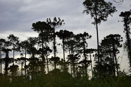 Tall trees on the outskirts of the city in Puerto Iguazu. Argentinaの写真素材