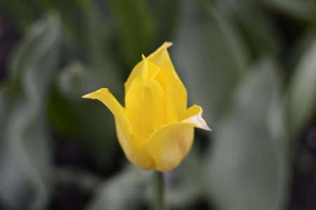 Tulip in spring garden close-up.