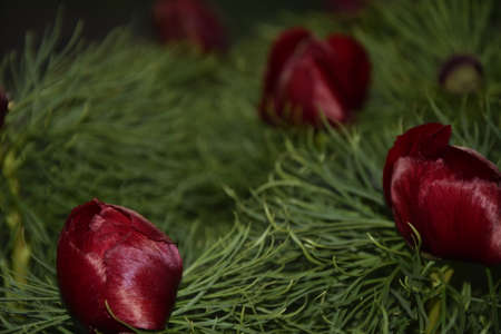 Beautiful flowers peonies in nature. Delicate tranquility is a delightful artistic image of nature. Ulyanovsk region, Russia.の写真素材