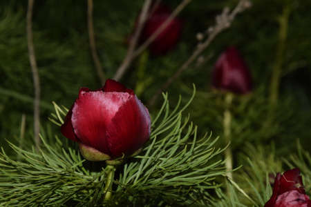 Beautiful flowers peonies in nature. Delicate tranquility is a delightful artistic image of nature. Ulyanovsk region, Russia.の素材 [FY310185383934]