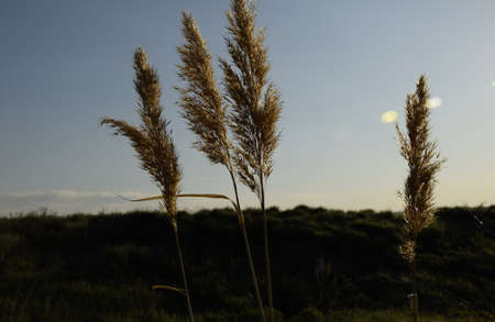 Young oats in the field. Juicy mowed green grass with dew drops in the soft morning light. Ulyanovsk...