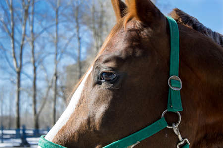 Portrait of Beautiful brown horse.の写真素材