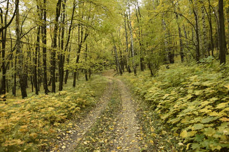 Autumn forest in Sengileyevsky district of Ulyanovsk region, birches with yellow and green foliage.
