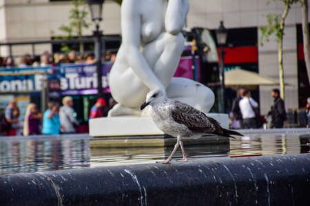 a seagull walks along the edge of the fountain Barcelona, Spain.の写真素材