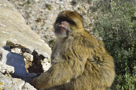 Gibraltar, United Kingdom - 07 november 2019: The Barbary macaque, also called the Gibraltar monkey,...